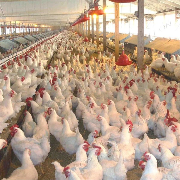 BROILERS IN POULTRY BROILERS IN POULTRY