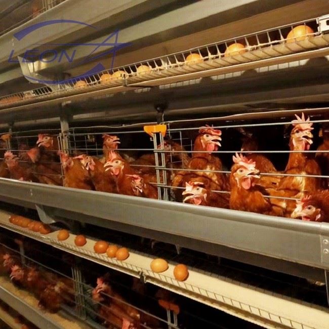 Chicken Layer Cages Chicken Layer Cages