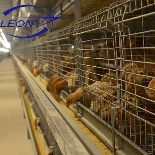 Peralatan Kandang Unggas Untuk Ayam Pedaging
