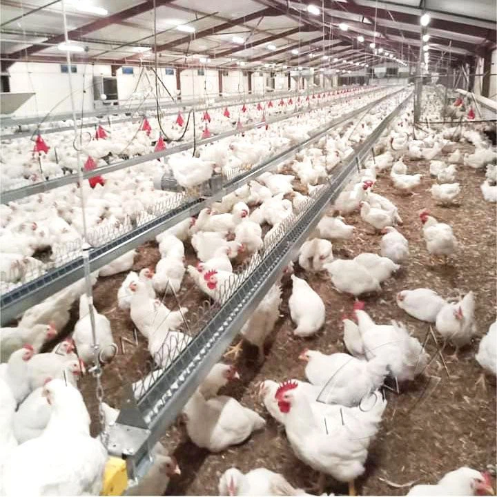 Breeder Broiler Chicken Farm Poultry Equipment