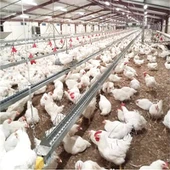 Sistem Jalur Pakan Rantai Induk Broiler Untuk Peternak