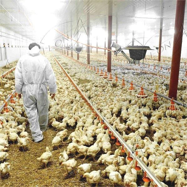 Poultry Equipment for Chicken Farm