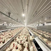 Peralatan Unggas untuk Peternak Ayam